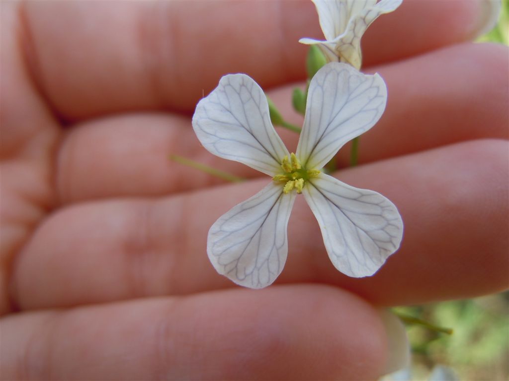 Raphanus raphanistrum subsp. raphanistrum/ Ravanello selvatico